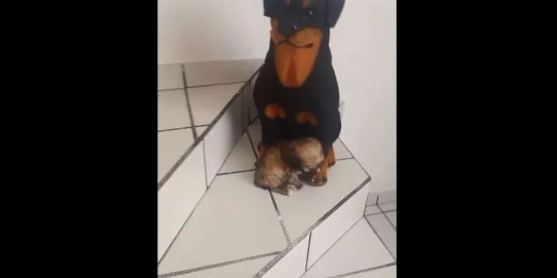 Perrito confunde a una alcancía con su mamá