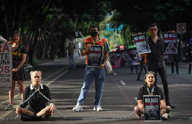 Así se manifestaron este viernes en Insurgentes Sur contra las corridas de toros.