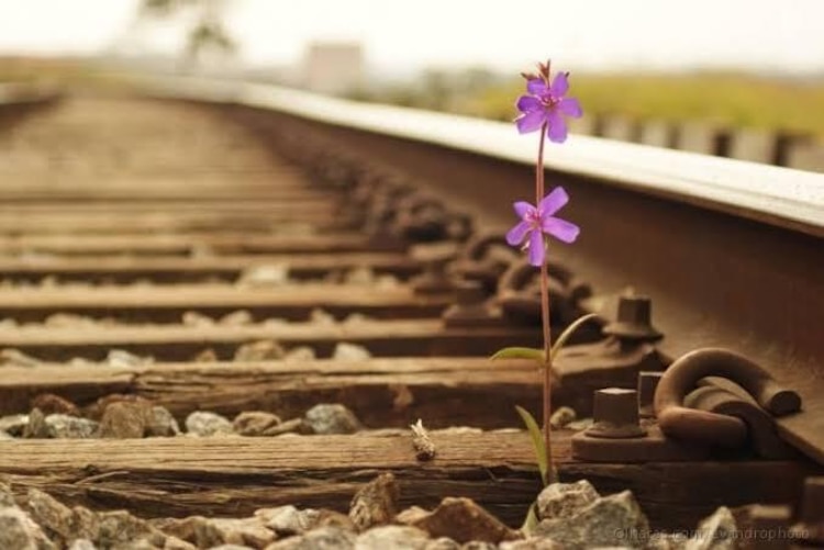 Imagen de una flor en las vías del tren