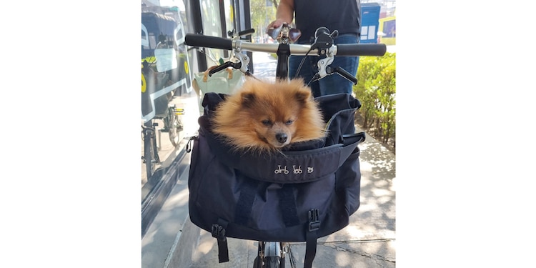 puedes salir en bici con tu mascota.