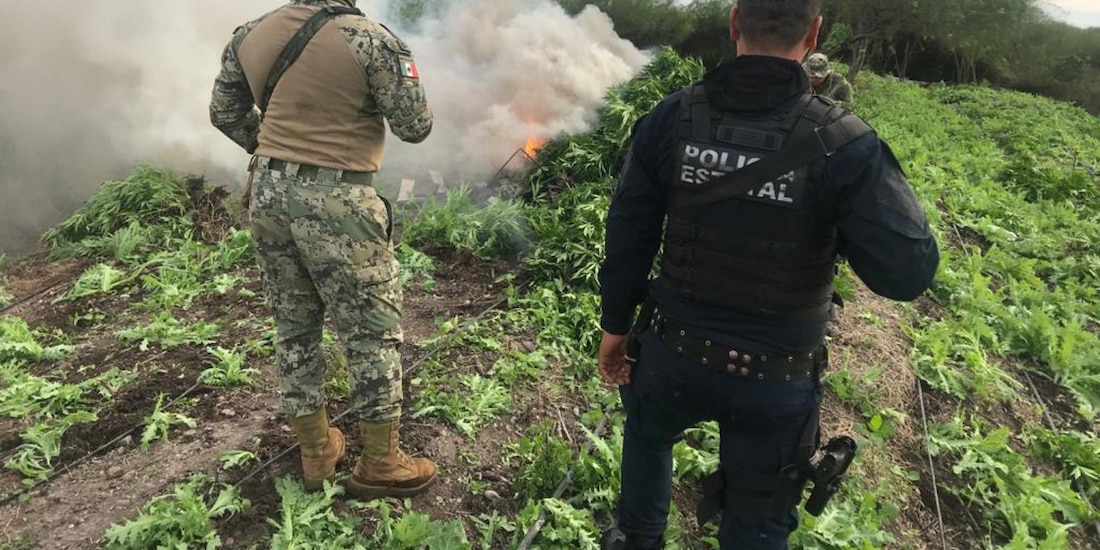 Elementos de seguridad de México en un campo de amapola, en fotografía de archivo.