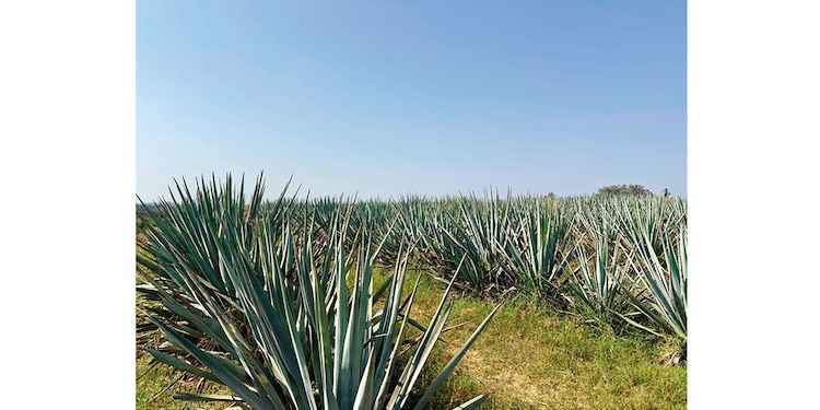 Tequila es uno de los Pueblos Mágicos más visitados por los turistas.
