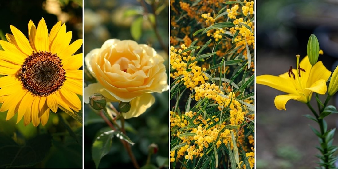 ¿Qué tipo de flor se regala durante el Día de las Flores Amarillas?