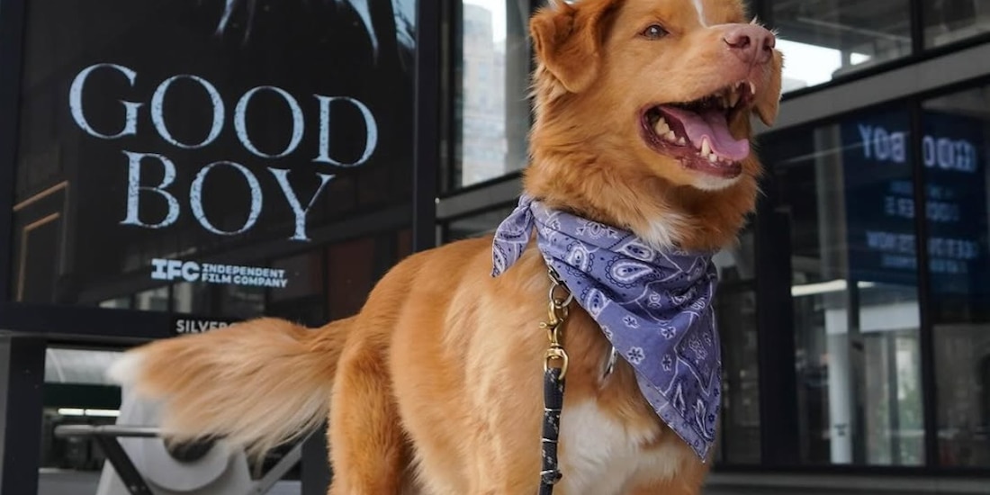 El perry Indy gana Mejor actor en los Astra Awards por Good Boy