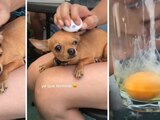Perrita se populariza en TikTok después de que le hacen "mal de ojo".