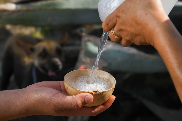 Oaxaca lidera el mercado global del mezcal ancestral en 2026