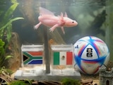 Un ajolote predijo al ganador del juego inaugural del Mundial 2026 entre México y Sudáfrica.