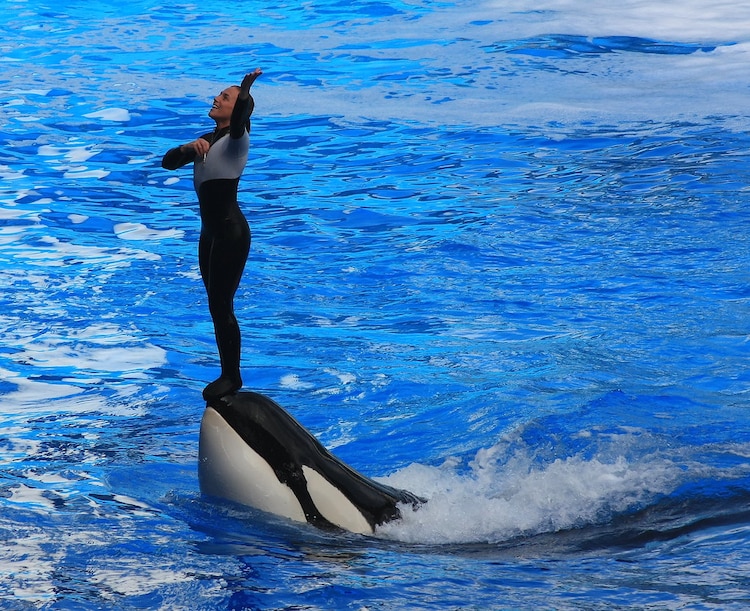 Dawn Brancheau fue agredida por la orca Tilikum durante un show.