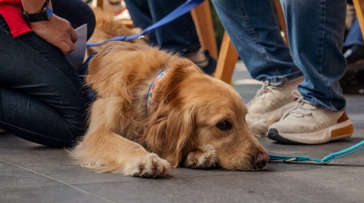 En la imagen Moira, quien trabaja como perro de intervención