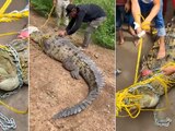 Habitantes de Navolato, Sinaloa, atraparon a cocodrilo de 4 metros.