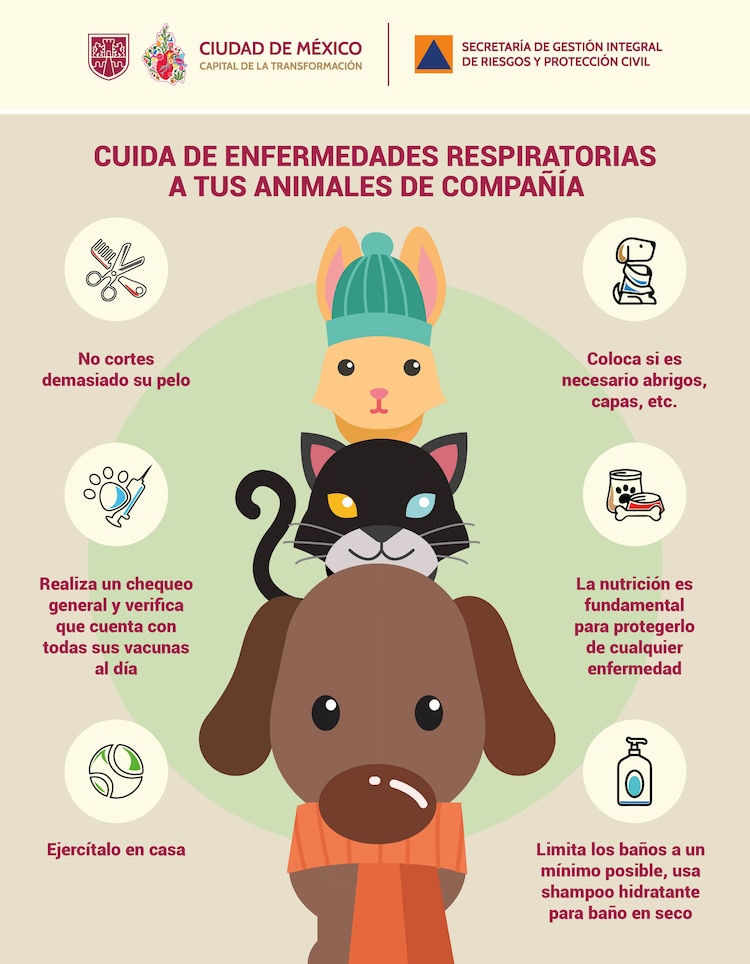 Recomendaciones para cuidar a las mascotas en época de frío