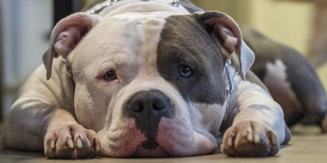 Perrita muere de tristeza tras fallecimiento de su dueña.