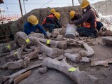 Osamentas de mamut encontradas en Santa Lucía