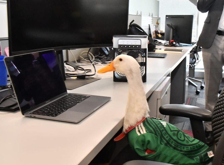 Pato "Merlin" se hizo viral en redes; dueña registra marca para evitar lucro de marcas "abusivas".