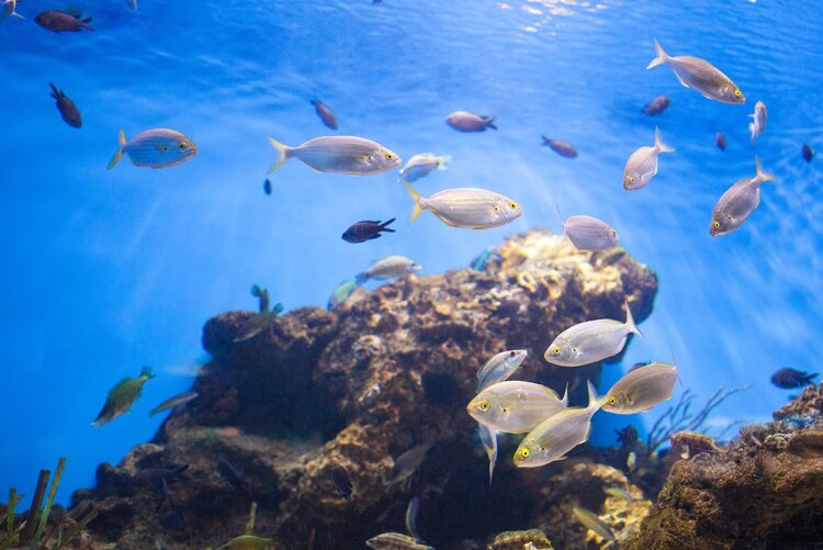 Es indispensable proteger el hábitat de los animales.