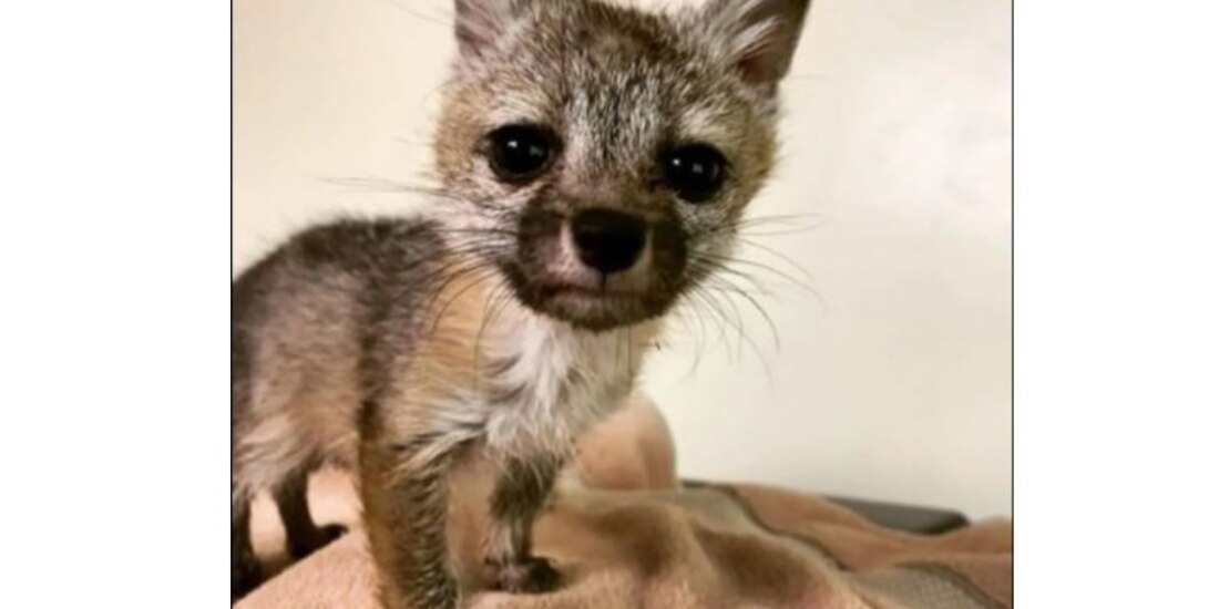 Zorrito de apenas seis semanas de nacido