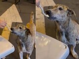 Un perrito callejero lloró luego de que una joven lo alimentara.