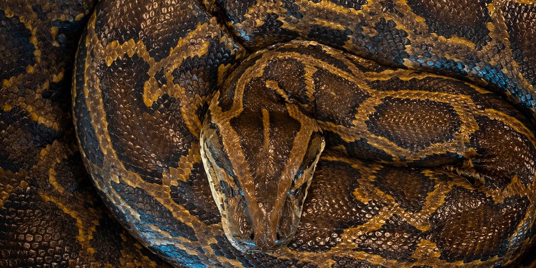 El Ministerio Público precisó que el simple hecho de tener al reptil “ya constituye un delito federal” contra el ambiente.