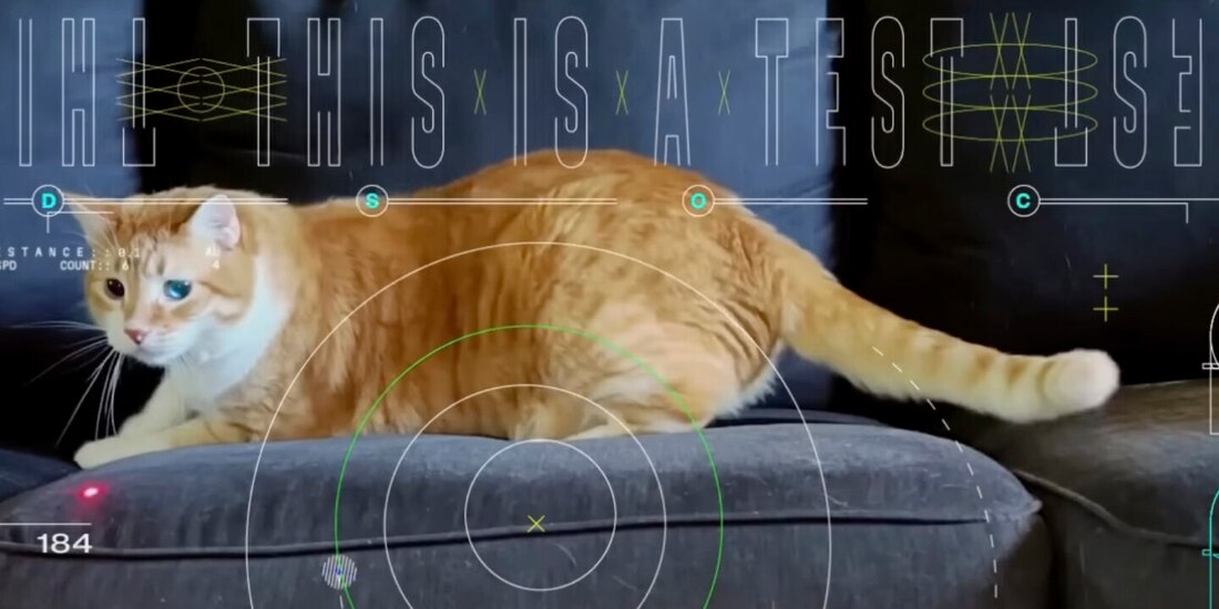 Taters es el gatito que hizo historia en la NASA.