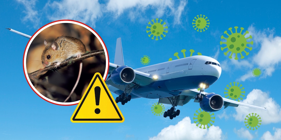 Azafata es hospitalizada por posible hantavirus
