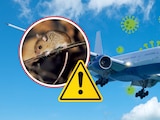Azafata es hospitalizada por posible hantavirus