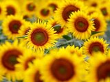 Rusia reduce impuesto a exportación de aceite de girasol