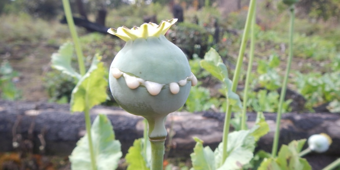 Amapolas en proceso de extracción de goma de opio.