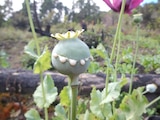 Amapolas en proceso de extracción de goma de opio.