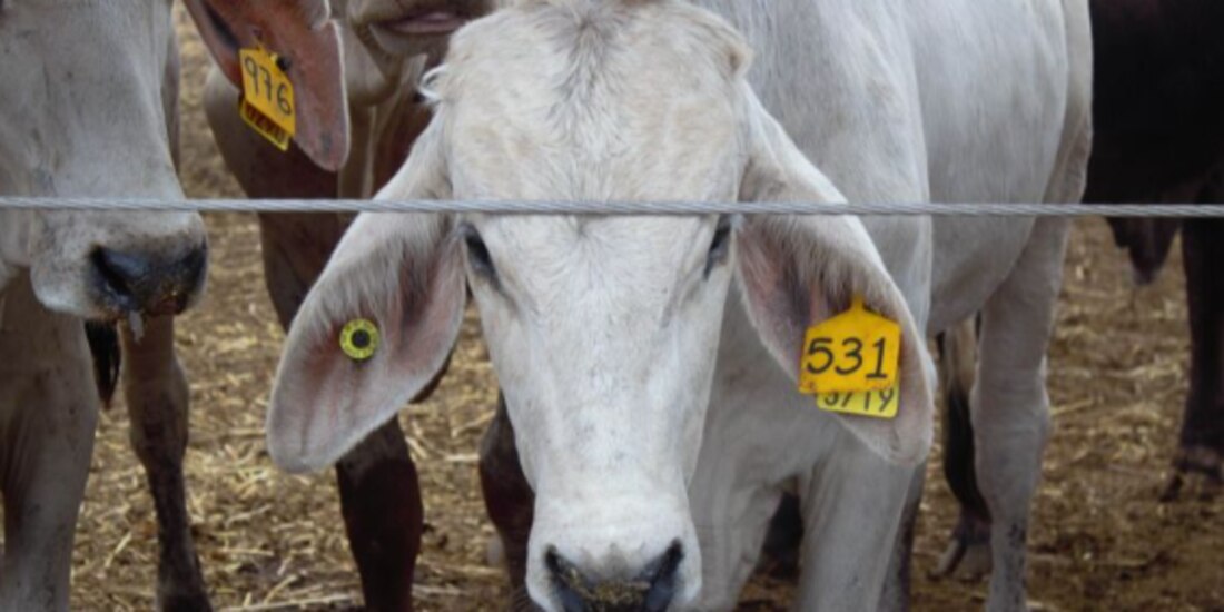 Ganado bovino en el corral, el pasado 1 de enero de este año.