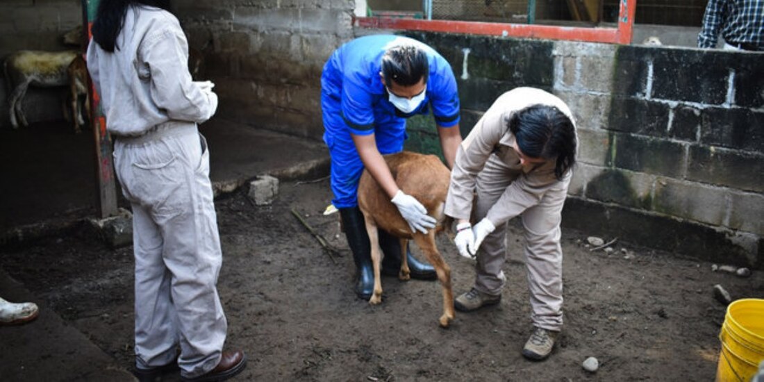 Detectan en Chiapas 2 nuevos casos de miasis por gusano barrenador en humanos.