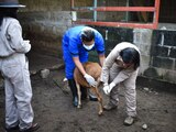 Detectan en Chiapas 2 nuevos casos de miasis por gusano barrenador en humanos.