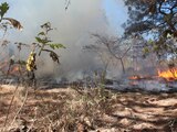 Se reporta incendio forestal en el Bosque de la Primavera.