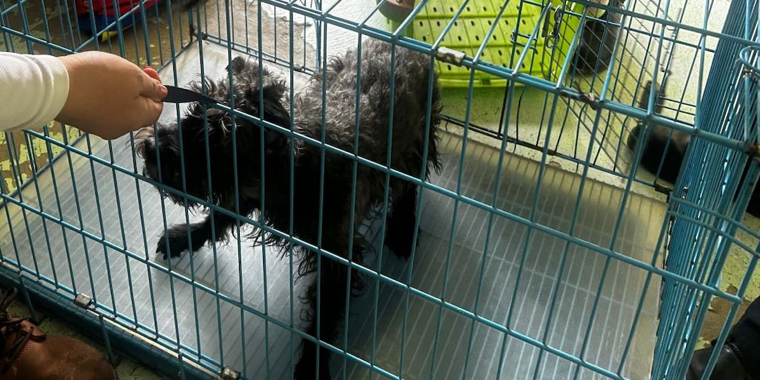 El rescate de Blaky se llevó a cabo en las instalaciones de la Línea B del Metro de la Ciudad de México.