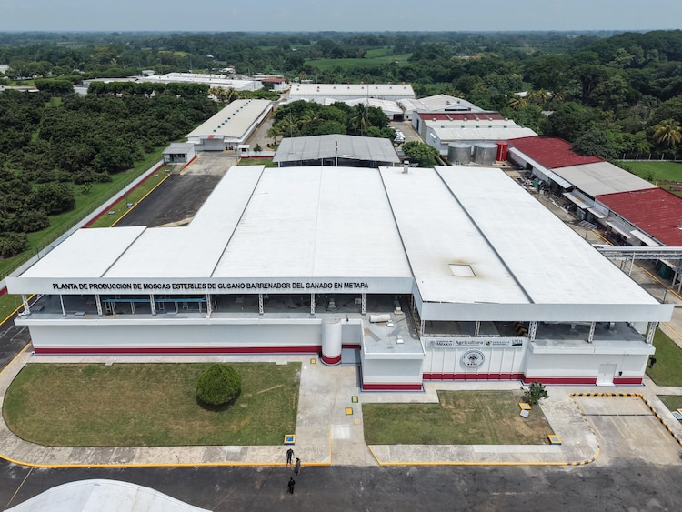 Instalaciones de la nueva planta productora en Metapa de Domínguez, diseñada para liberar semanalmente 100 millones de insectos contra el gusano barrenador.