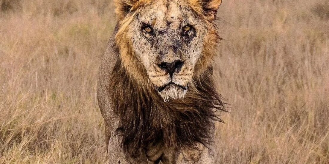 Loonkiito vivió 19 años.