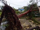 Un árbol, arrancado de raíz cuando el huracán "Grace" azotó Veracruz con lluvias torrenciales, cayó sobre una casa.