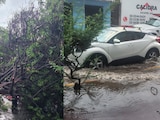 Fuertes rachas de viento provocaron caída de árboles en distintas zonas de la CDMX