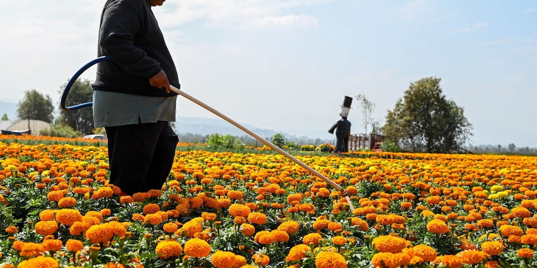 La producción de cempasúchil en la Ciudad de México alcanzó cerca de 10 millones de plantas para la temporada de Día de Muertos