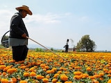 La producción de cempasúchil en la Ciudad de México alcanzó cerca de 10 millones de plantas para la temporada de Día de Muertos
