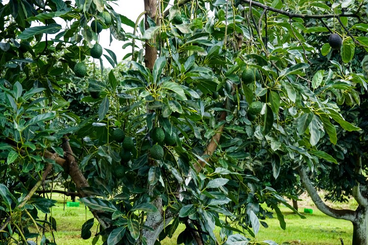 Senasica ha certificado 49 mil 005 huertos con una superficie de 152 mil 712 hectáreas