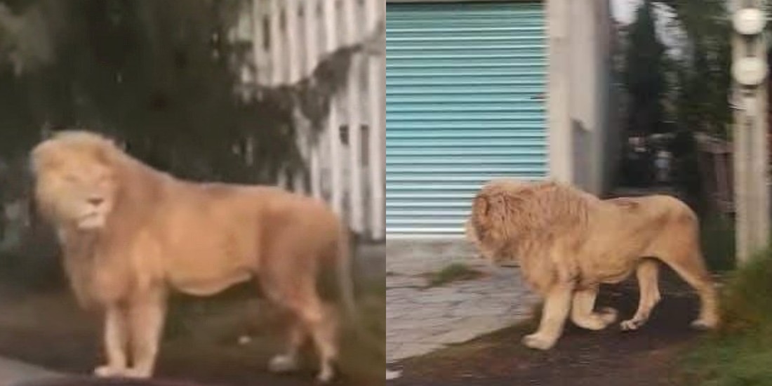 León es captado caminando por calles del Edomex