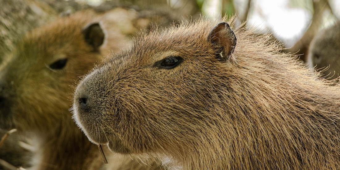 El acuario da la oportunidad de convivir con las capibaras.