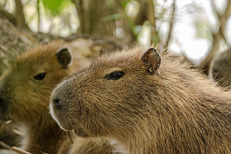 El acuario da la oportunidad de convivir con las capibaras.