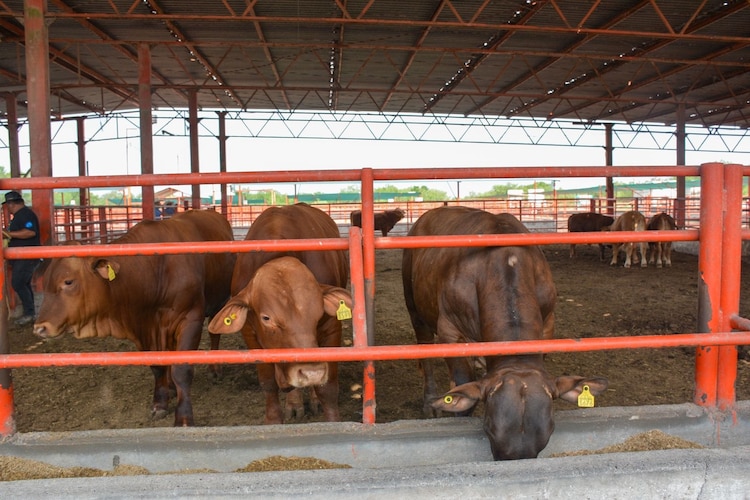 En el evento se ofrecieron 24 sementales bovinos con un subsidio del 50%.