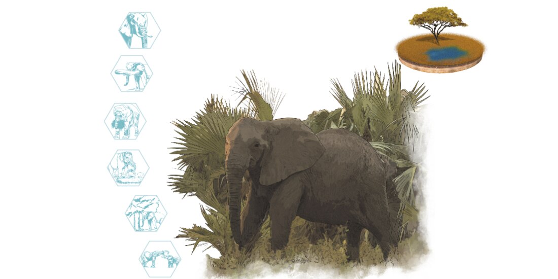 Frente a la amenaza de la caza furtiva, los elefantes evolucionan