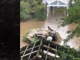 VIDEO | Leona marina escapa del zoológico de Central Park tras las inundaciones en Nueva York.