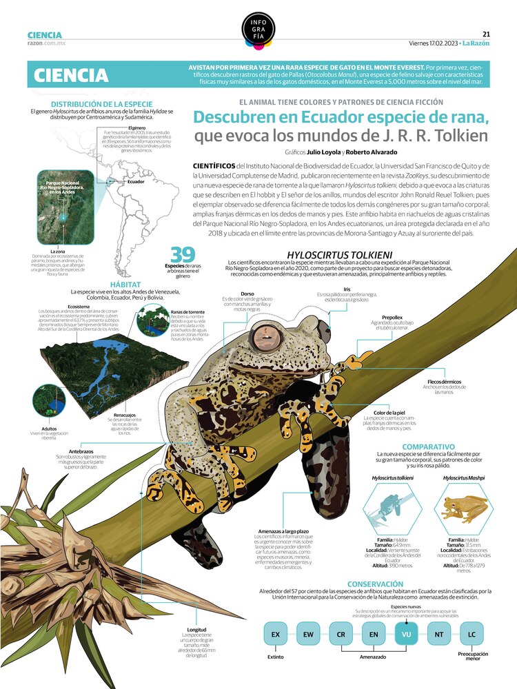 Descubren en Ecuador especie de rana, que evoca los mundos de J. R. R. Tolkien