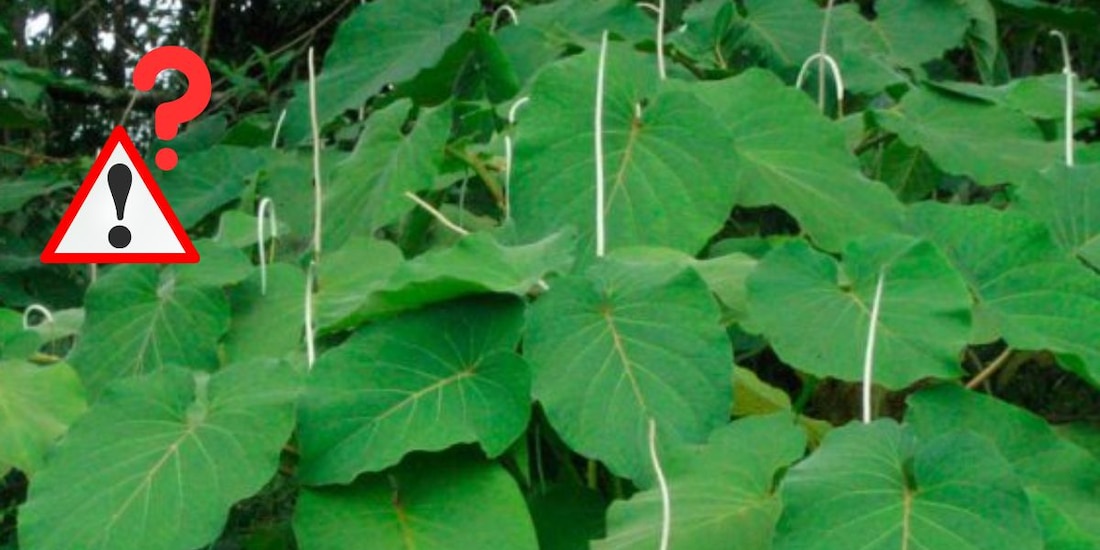 La hoja santa, planta tradicional de la cocina mexicana, generó controversia tras ser usada cruda en MasterChef México.