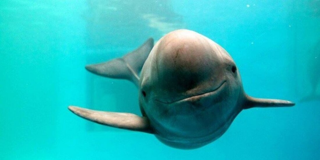 EU exige a México garantizar la protección de la vaquita marina.