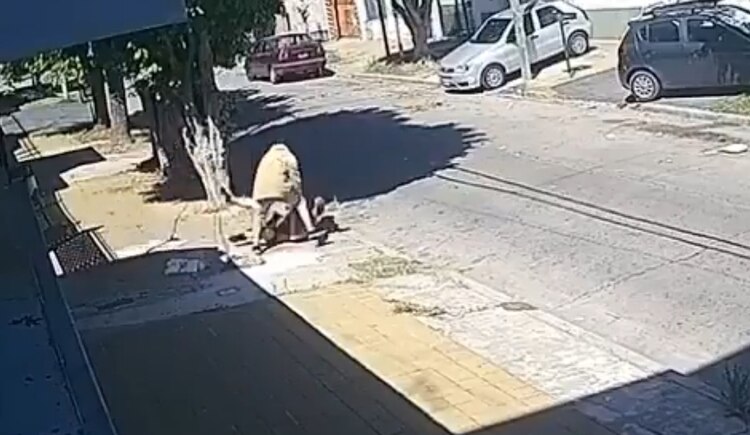 Hombre había arrastrado a mujer por el asfalto.